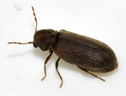 House Borer photo 3