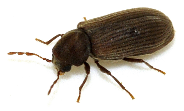Anobium Punctatum