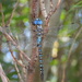 Blue-eyed Darner - Photo (c) Yinan Li, some rights reserved (CC BY-NC), uploaded by Yinan Li