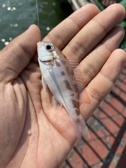 Lattice Monocle Bream photo 2