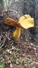 Cortinarius canarius