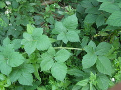 Rubus corylifolius