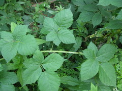 Rubus corylifolius