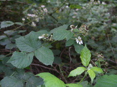 Rubus corylifolius