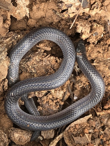 Peters' Earth Snake