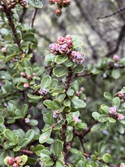 Ceanothus cuneatus var. ramulosus