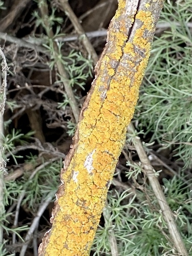 iNaturalist observation photo of Fungi Including Lichens