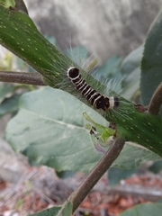 Euproctis kanshireia