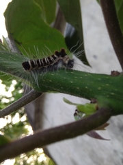 Euproctis kanshireia