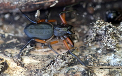 Platyoides walteri
