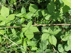 Rubus corylifolius