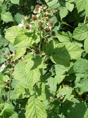 Rubus corylifolius