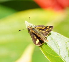 Ocybadistes knightorum