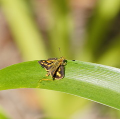 Ocybadistes knightorum