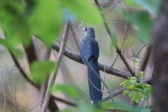 Phaenicophaeus tristis