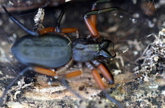 Platyoides walteri