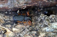 Platyoides walteri
