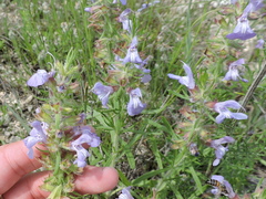 Salvia engelmannii