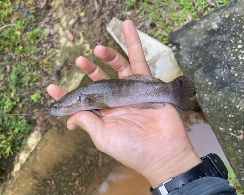 Tailspot sleeper (Oxyeleotris urophthalmus) — Eleotridae
