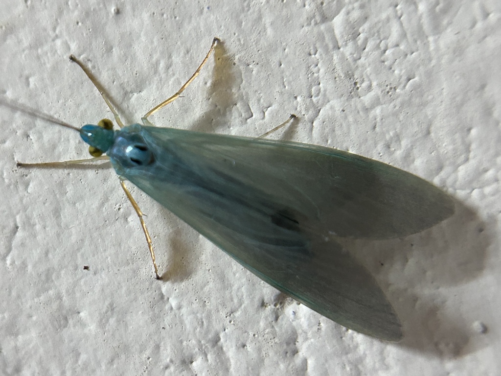 Polymorphanisus tumidus