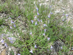 Salvia engelmannii