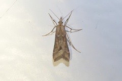 Diasemia monostigma