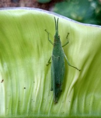 Atractomorpha lata
