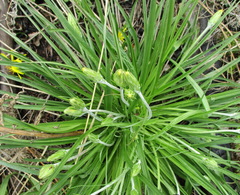 Scorzonera radiata