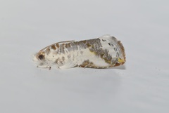 Trymalitis scalifera