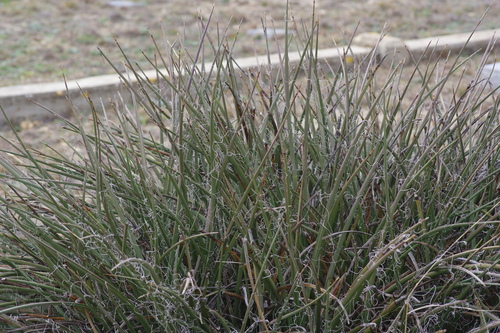 Image of Hesperaloe parviflora by (c) Michelle W. （鍾偉瑋）, some rights reserved (CC BY)