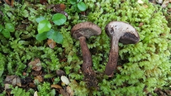 Tylopilus brunneus