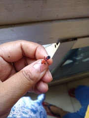 Oncopeltus nigriceps