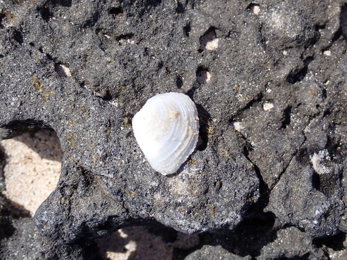 Cumingia lamellosa, 2024-02-15