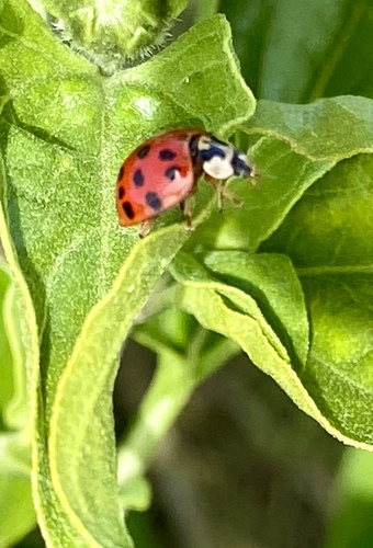 iNaturalist observation photo of Asian Lady Beetle
