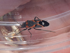 Lygaeus kalmii kalmii