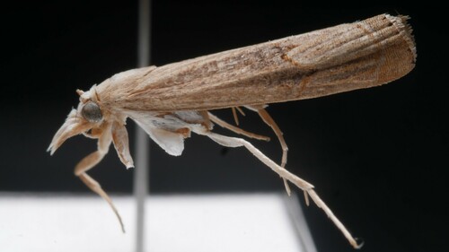 Bluegrass Webworm Moth photo 5
