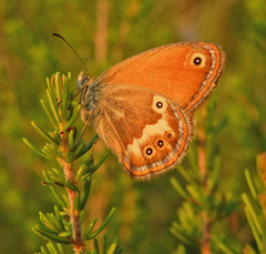 Coenonympha corinna