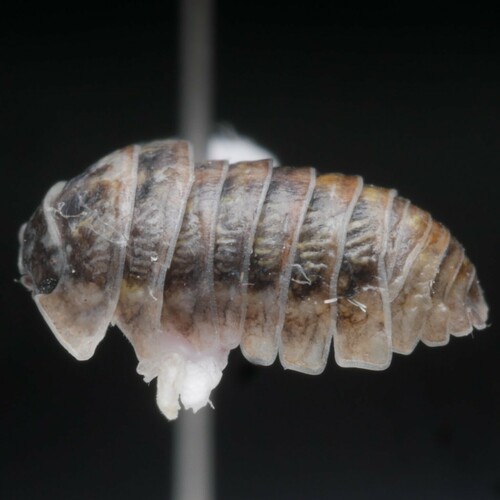 Common Pill Woodlouse