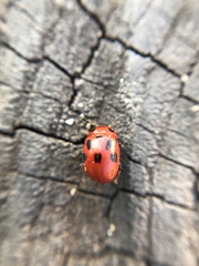 Gonioctena fornicata