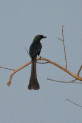 Crypsirina temia