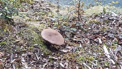 Tylopilus brunneus