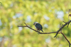 Microhierax caerulescens