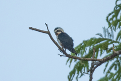 Microhierax caerulescens