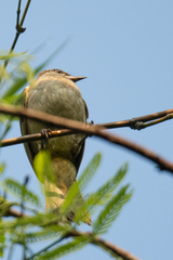 Iole propinqua