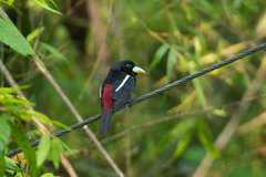 Cymbirhynchus macrorhynchos