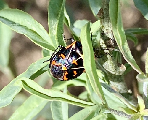 iNaturalist observation photo of Harlequin Bug