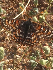 Euphydryas editha quino