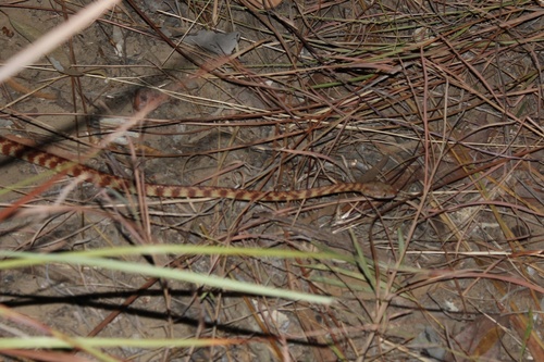 Brown Tree Snake sighting