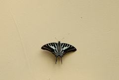 Graphium aristeus