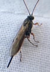 Itoplectis